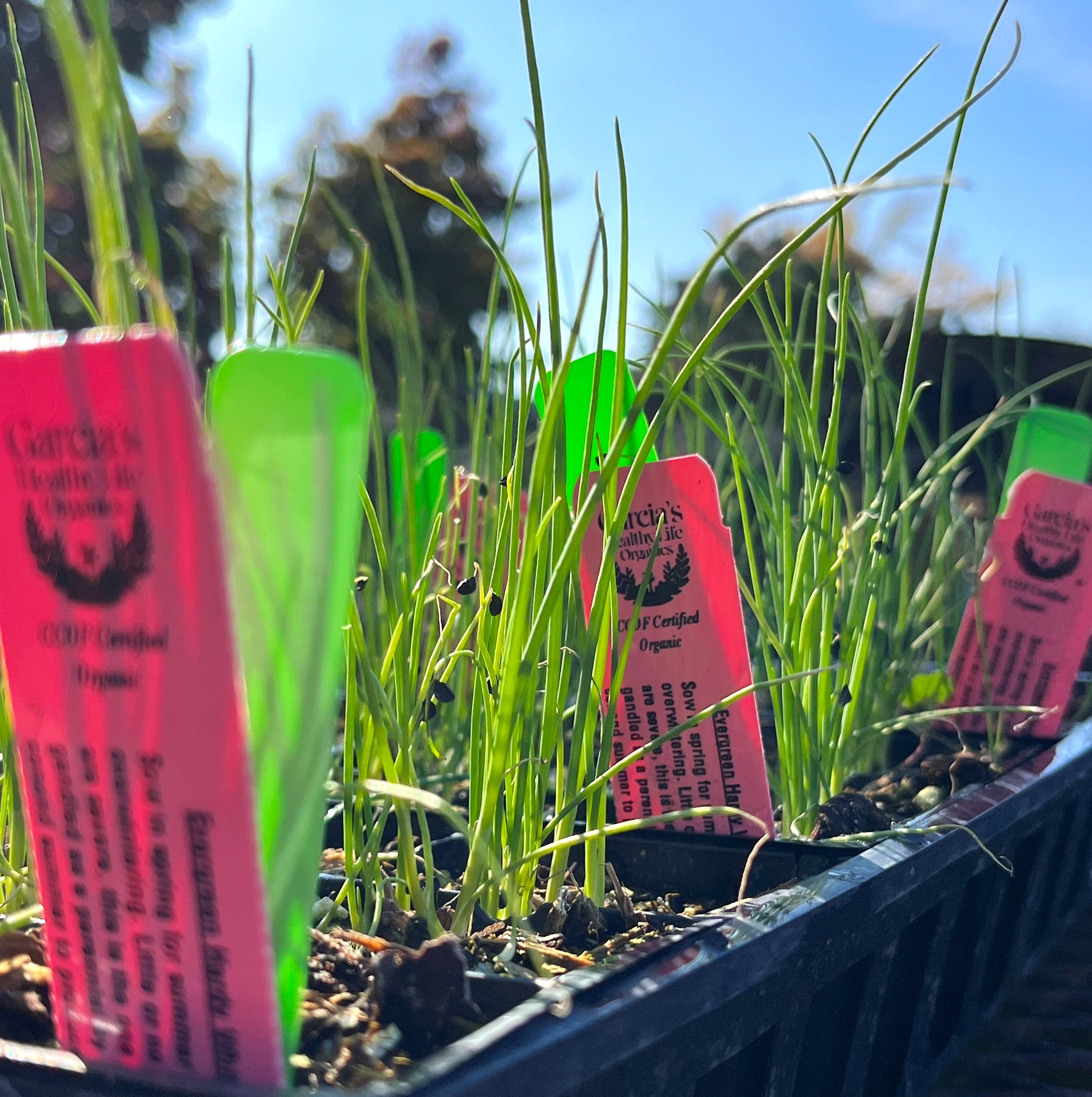 🫛Weekend Special🥦 Winter Veggies in 6-packs are each $2.00 off when you shop with us this weekend, Fri 12/5 through Sun 12/7. (Regular price $8.00/ea, on sale for $6.00/ea.) Come stock your winter garden with crispy crunchy peas, choi, lettuce, kohlrabi, broccoli, cauliflower, artichokes and more!
#berkeleyhorticulturalnursery #berkeleyhort #bayareaplantshop #berkeleyplantsale #weekendspecial #bayareaplantnursery #bayareaplants #bayareaplantpeople #berkeleygardens #berkeleyhorticultural #bayareagardens #bayareaplantsale #plantlife #winterveggies #wintervegetables #wintervegetablegarden