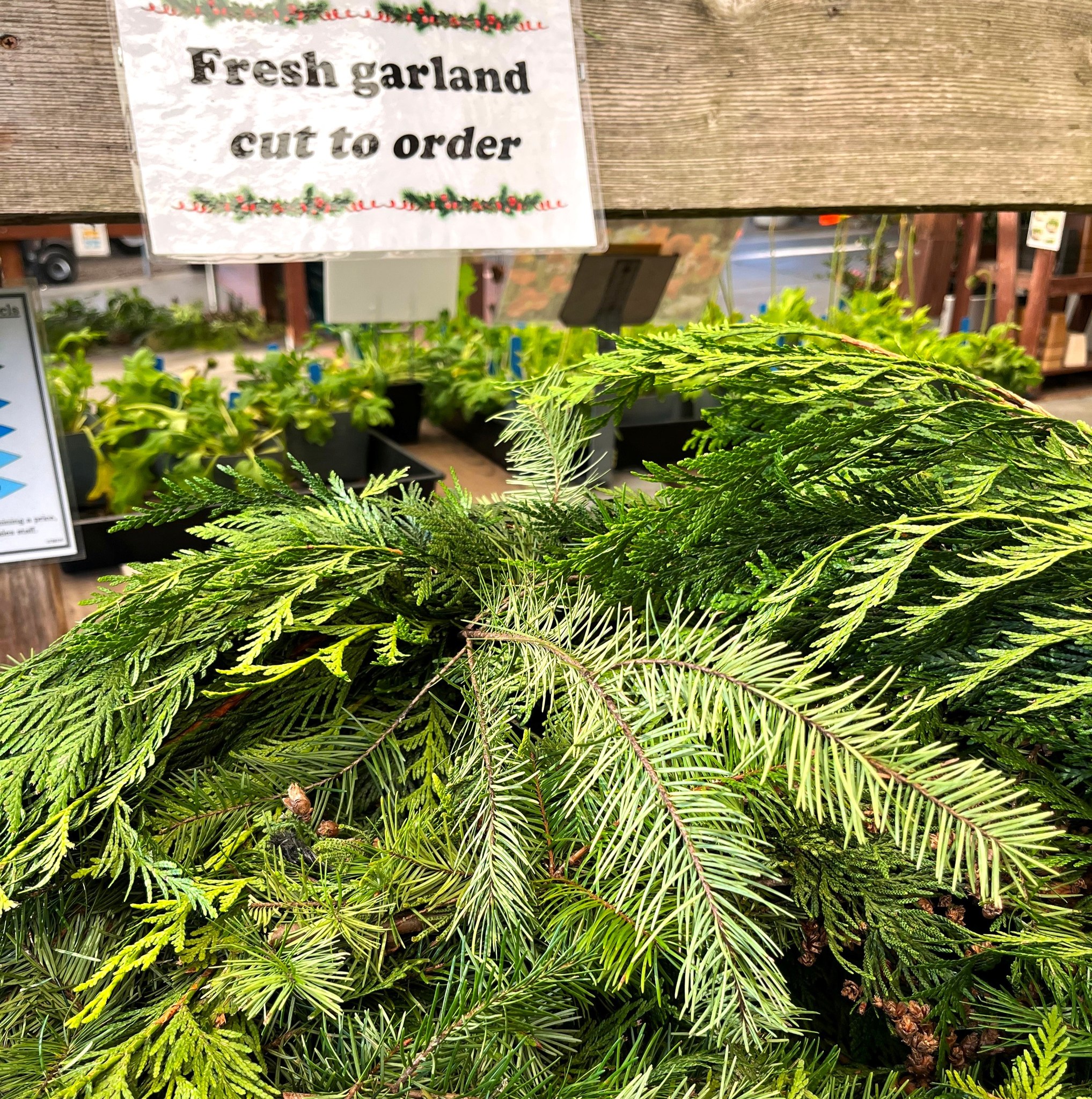 🌲Holiday Greenery has arrived!🌲 And it smells great. We have 2 kinds of garland, plus 4' mantel garlands and 2 kinds of wreaths in 2 sizes. Come get yours before they sell out!
#berkeleyhorticulturalnursery #berkeleyhort #weekendspecial #berkeleyhorticultural #freshgarland #freshwreaths