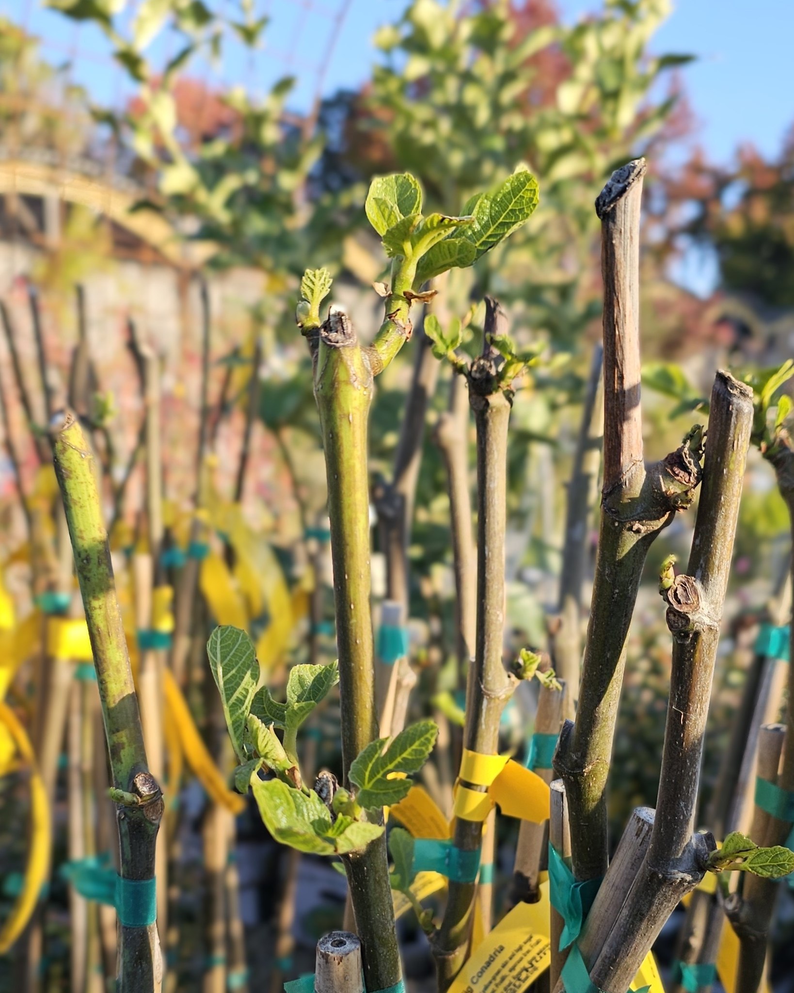 Small bare root fruits are in! Blueberries, blackberries, figs, grapes, olives, pomegranates, raspberries and more! Check out our website for the full list.
#berkeleyhorticulturalnursery #berkeleyhort #blueberries #blackberries #figs #olives #pomegranate