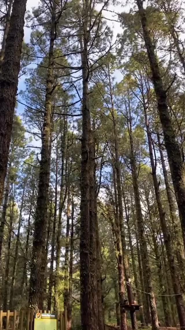 🌬️💨 Aviso importante 💨🌬️
Debido a los fuertes vientos asociados a la Borrasca Francis, Forestal Park Tenerife permanecerá cerrado hoy, sábado 3 de enero de 2026.
La seguridad de nuestros visitantes, del equipo y del entorno natural es siempre nuestra prioridad.
Si tienes una reserva para hoy, nos pondremos en contacto contigo para reprogramar tu visita o gestionar el reembolso.
Gracias por tu comprensión 🍃🤍
•
•
•
#ForestalParkTenerife #Aviso #BorrascaFrancis #SeguridadAnteTodo #CierreTemporal