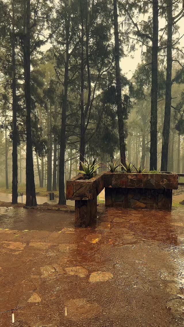 ⚠️Aventureros, el bosque descansa 🌲
Las alertas meteorológicas activas en Tenerife nos obligan a cerrar temporalmente el parque del jueves 19 al lunes 23 de marzo de 2026. Viento, lluvias intensas y riesgo de desprendimientos hacen que hoy la mejor aventura sea quedarse en casa 🌧️
🎟️ ¿Tienes reserva? Nos ponemos en contacto contigo para buscar una solución 🎟️
Nos vemos muy pronto en el bosque 🌲🌱
#forestalparktenerife #tenerife #islascanarias #borrascatherese #naturaleza_canarias