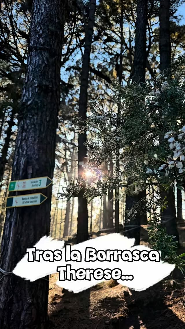 🌿 ¡Estamos abiertos!
Tras el paso de la borrasca Therese, nuestras instalaciones están completamente activas y listas para recibiros. La naturaleza siempre se recupera — y nosotros estamos aquí para demostrarlo.
🌲 Esta Semana Santa ven a vivir la aventura en el corazón de Tenerife. Tirolinas, circuitos de aventura, naturaleza pura y momentos en familia que no olvidarán.
📅 Reserva tu experiencia ⬆️ link en bio
Gracias a @canaryislandsgreen por las imágenes disfrutando de la actividad 🌲
#forestalparktenerife #tenerife #islascanarias #tirolinas #canaryislands