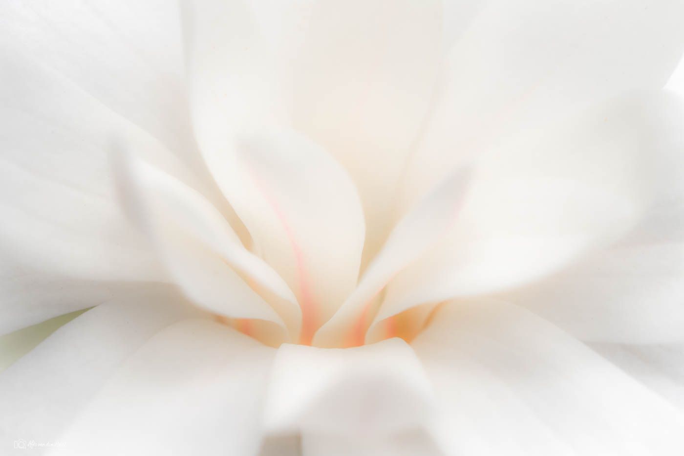 One of the last flowers from my magnolia., one of...