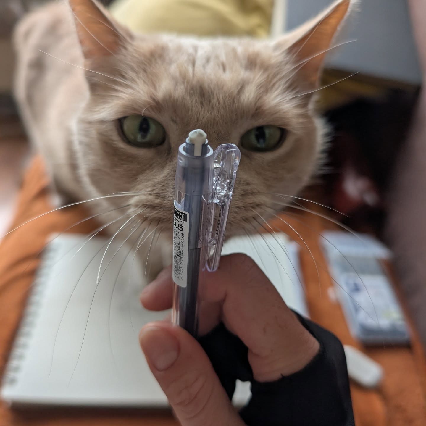 My sweet and beautiful little helper for tattoo designing today!♥️Love it als dieren komen "helpen" als ik aan het werk ben! Het geeft extra liefde, connectie en happy vibes voor mijn creative channel proces.🙏♥️ Wat mij helpt in het creëren van unieke en authentieke tatoeages voor unieke en bijzondere mensen.♥️Do you think he is a cute little helper to?😻#tattoolife #tattoodesign #tattoocat #handdrawnart #lovecat #drawingtattoo #sacreddoodletattoo #stickandpoke #channeling #kittyhelper #animalassistant #love #loveanimals❤️