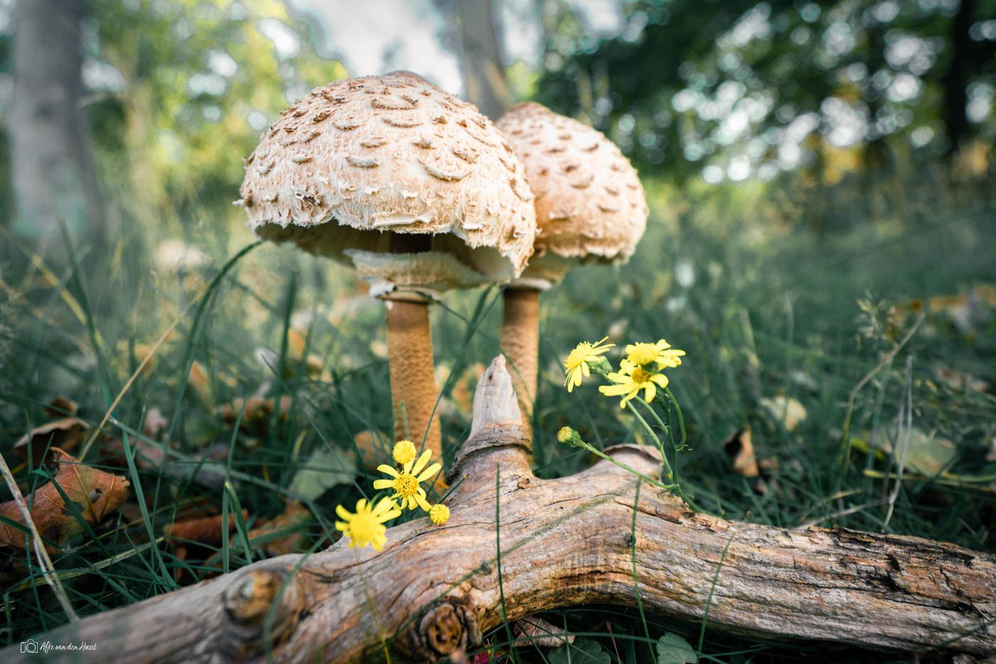 The giant parasol mushroom (Macrolepiota procera) is a fungus with...