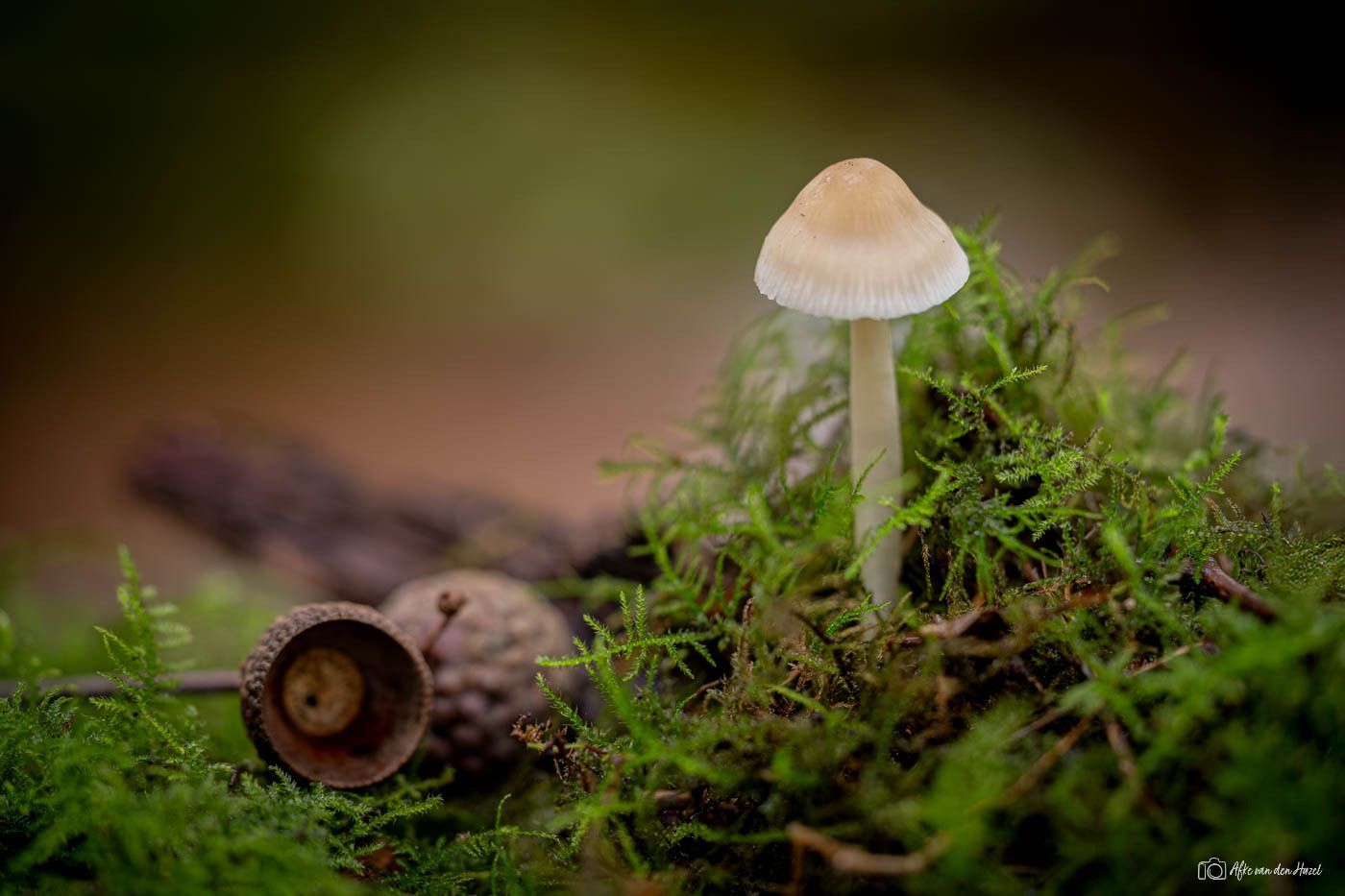 Calm weather, a perfect day for photographing mushrooms. I found...