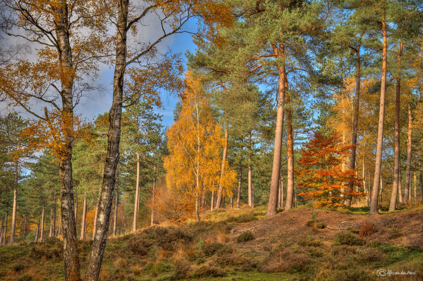 Loenermark is a very attractive and varied Veluwe landscape with...
