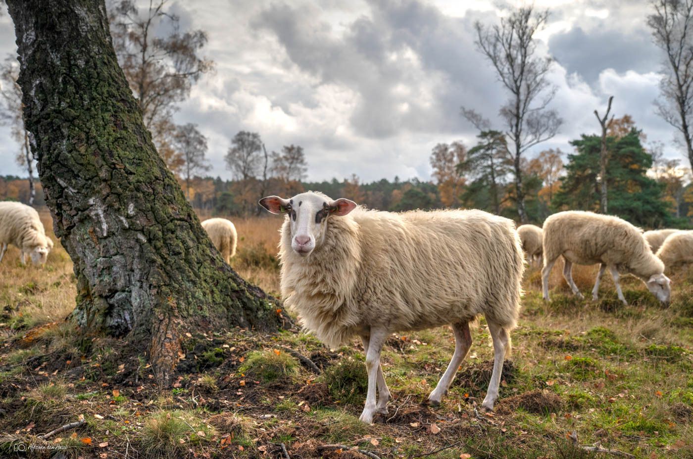 The flock of sheep from Loenen on the Loenermark. A...