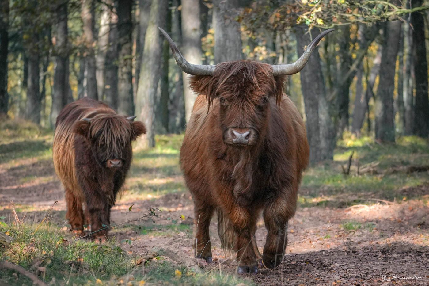 The path the Highland cattle walked along went along a...