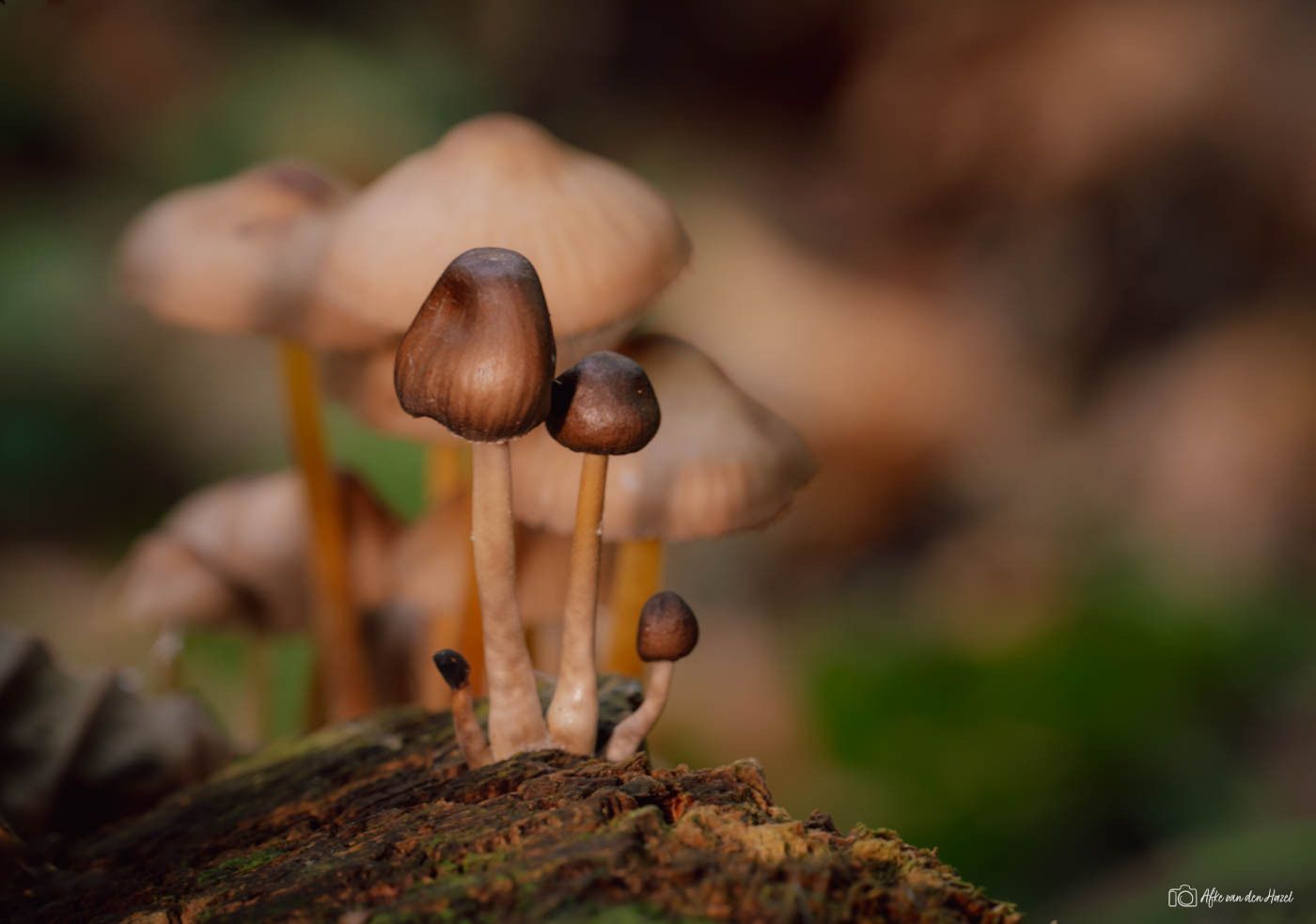 There aren't many colorful mushrooms left, but some mushrooms go...