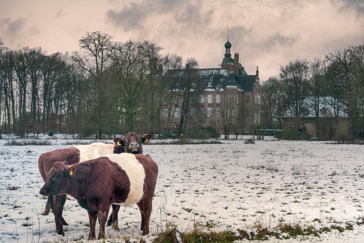 Every now and then the Lakenvelder cows stand beautifully in...