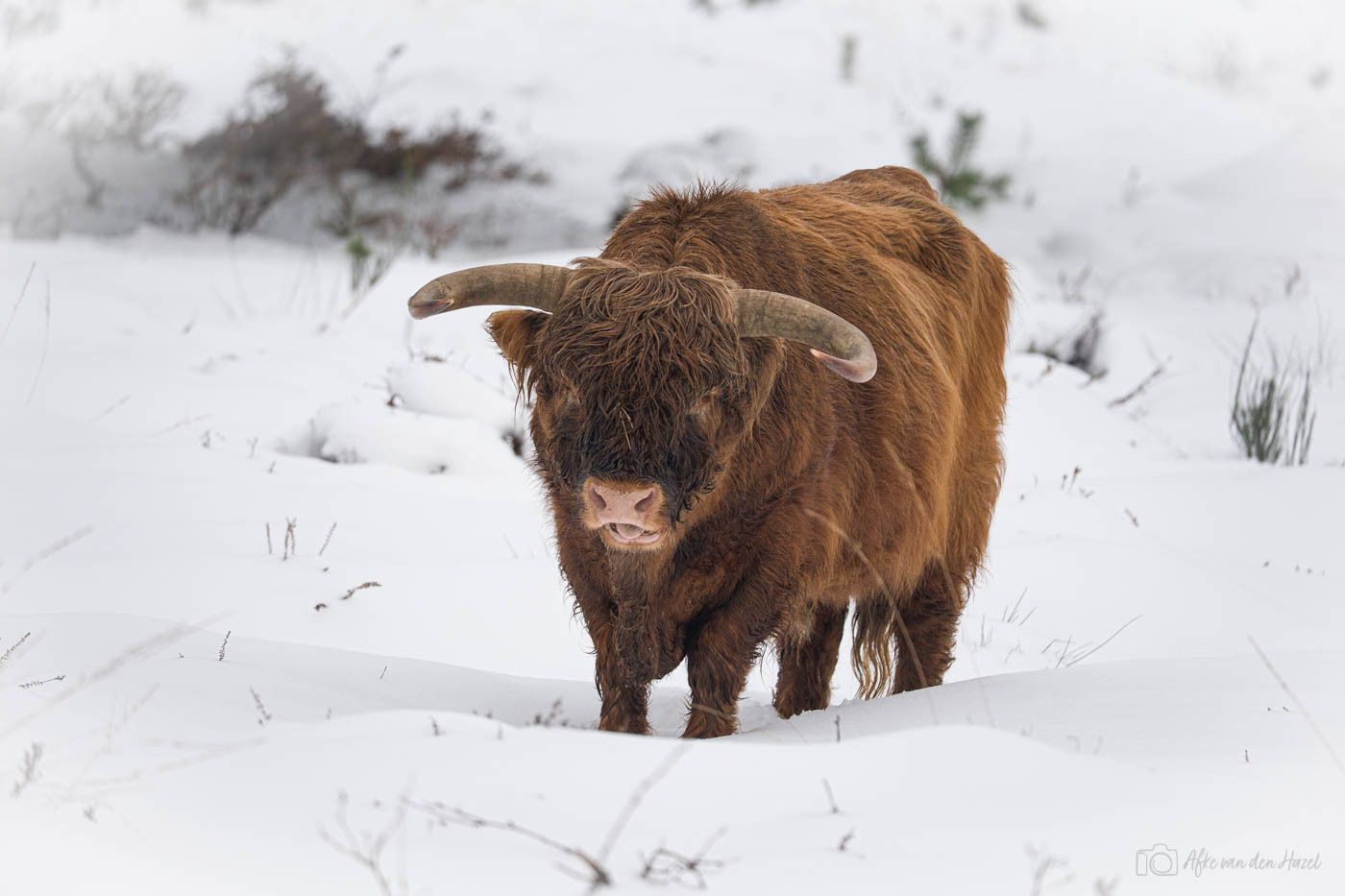His first snow?#SchotseHooglander, #HighlandCow #landschap #landschaft #landscape #nature...