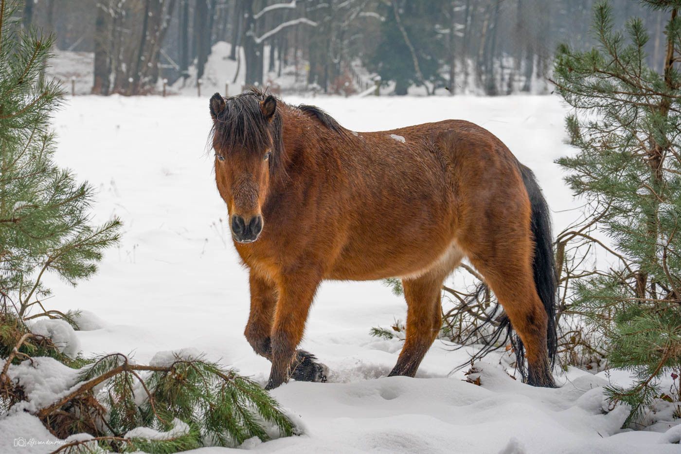 Icelandic horse on the Posbank (Veluwezoom) in the snow#paarden...