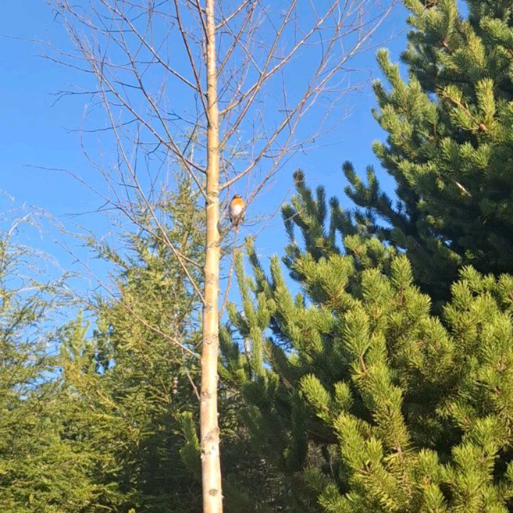 Dad left us on 26th December.
Being with him at the end was painful, yet knowing he was no longer suffering brought a quiet sense of peace.
Two days after i needed to find a place to be closer to him. It was as if he was guiding me where to go to find comfort. The sky was always his world. Flying, transporting people across the globe — that was his life. I didn’t have the energy to travel far, so instead I returned to a mountain we once walked together many years ago: Pen y Fan in Wales. Going there seemed the best please to find peace.
He loved hiking and climbed many great mountains. With the energy I had, this one felt enough. He also helped me climb many mountains to get where I am today ❤️
As Alan prepared for the walk, a robin appeared and began flying around us. Without hesitation I said, “That’s Dad.” I had heard stories like this before but had never experienced it myself. It felt gentle, reassuring — a moment I’ll always hold close.
We climbed, meeting kind souls along the way, each on their own journey. Near the top it was cold and wrapped in fog. I said to Alan, “This is far enough. This is where Dad would expect us to go.”
So we stopped — just short of the summit, but exactly where we needed to be. We made sure to wrap Millie up.
Back at the car, I quietly asked, “Dad, are you still with me?”
And the robin returned.
Dad wasn’t one for signs, but I know he knew I would understand. I believe he sent that robin purely as comfort. I thank him every day for the quiet ways he still shows up — especially through my art.
He continues to be my Dad 🤍❤️
Do any of you feel messages from robins?