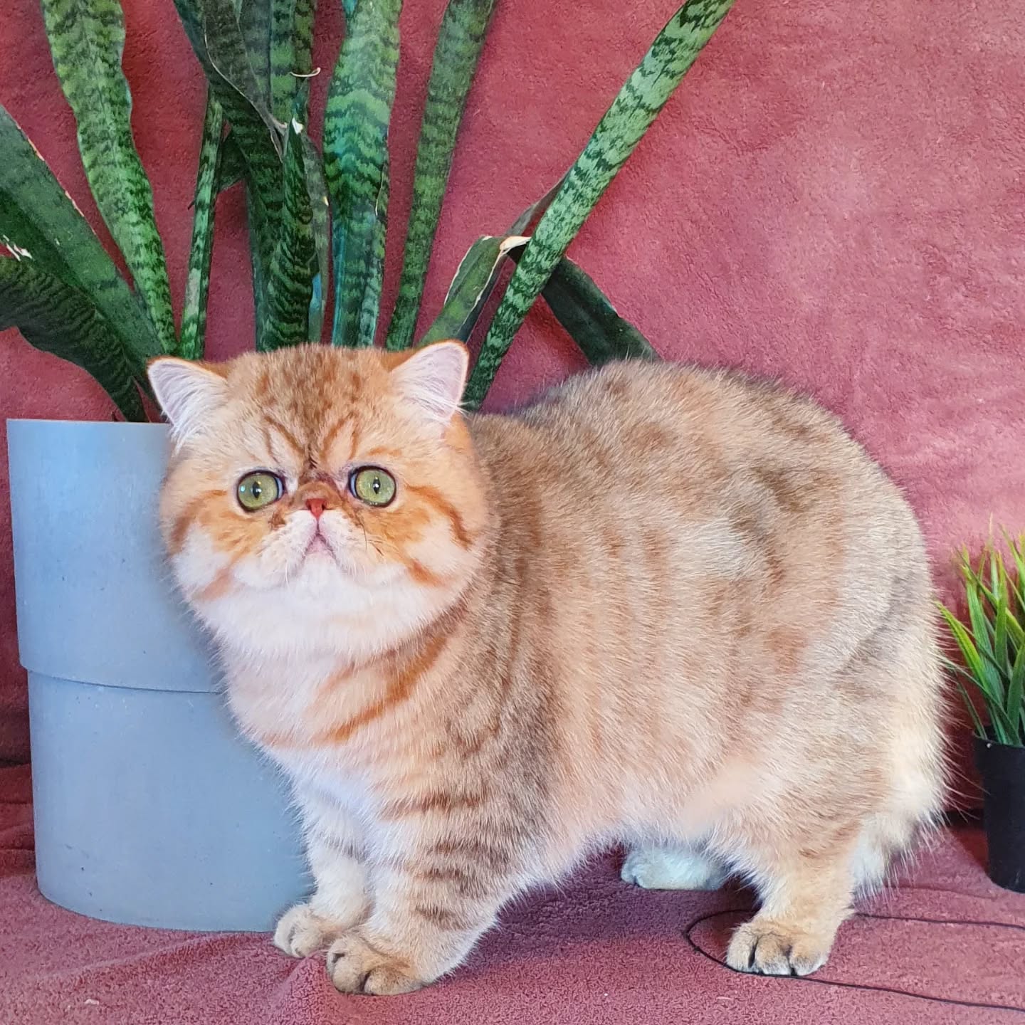Narf Conan - golden shaded male
Father is CFA CH Narf Shiro, exotic shorthair shaded silver ( Castlegate Lovepotion # 9 x Nightsky's Noma)
Mother is Narf Madeira, golden exotic shorthair ( CFA CH Narf Chummy X Diehl's Mabelle )
Www.narfcattery.com
Www.facebook.com/narfcattery
#cats catsofinstagram #gatopersa gatoexotico silvershaded narfcattery exotic exotico breeder catstagram chinchillacat valencia #bluegoldenshaded greeneyes catoftheday gato