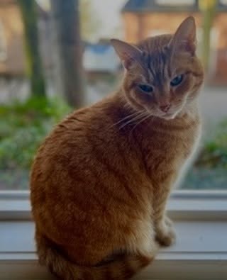 Hoe gaat het nu met: NONO!
We ontvingen deze fijne update van de nieuwe baasjes van Nono:
“Hallo!
Afgelopen week werd ik gebeld om even een update te horen over Nono. Heel fijn was dat!
Ook vroeg deze dame mij of ik iets wil schrijven hoe Nono nu z’n plekje heeft gevonden. Dat doe ik graag!
Aan het einde van de zomer van 2025 heb ik Nono opgehaald. We hadden elkaar al een paar keer gezien en geknuffeld en ik viel voor zijn zachtmoedige karakter. Omdat ik al een oude blinde poes in huis heb, was dat wel een belangrijk gegeven.
Nono had al snel z’n plekje gevonden in huis. En na een aantal weken mocht hij ook naar buiten, de tuin in. Hij komt graag knuffels halen en geven en is echt een enorme schat. Het heeft eerlijk gezegd wel een paar maanden geduurd voordat ze enigszins vriendjes waren. Dat heeft niet aan Nono gelegen overigens. Ik ben blij dat hij het hier zo fijn heeft en die gezelligheid in huis brengt. Ik hoop nog lang van hem te mogen genieten!”
Lieve Nono, kattenvriendje en baasjes, heel veel geluk met elkaar! ❤️🐾