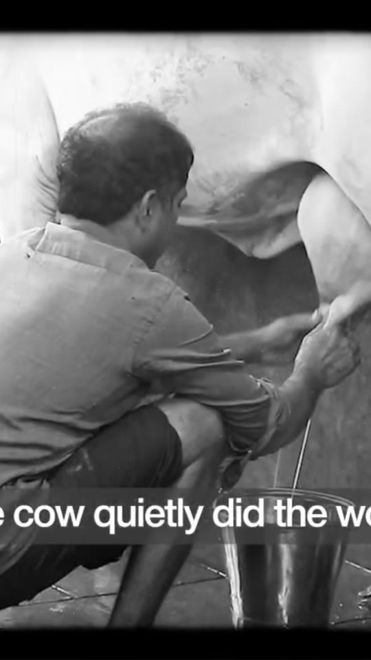 Why are cows seen almost like God in India?
Because for thousands of years, one gentle animal quietly fed the family, the fire, the fields and even our rituals.
Milk, ghee, dung, urine – food, fuel, fertiliser and medicine from the same source.
Over time, stories like Kamadhenu and Krishna the cowherd turned this respect into something deeper:
the cow became a living symbol of abundance, motherhood and non‑violence.So when many Indians bow their head seeing a cow,
they’re not worshipping an animal.
They’re acknowledging a way of life that believes in taking care of what takes care of us.#SacredCow #WhyCowsAreHoly #IndianCulture #HinduismFacts #Kamadhenu GauMata DesiCows IndianTradition SpiritualIndia AyurvedaLifestyle