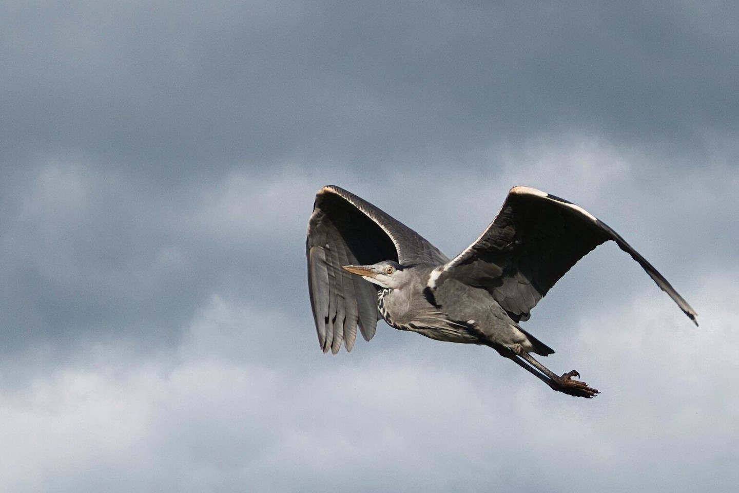 The grey heron is of course very common, but that...