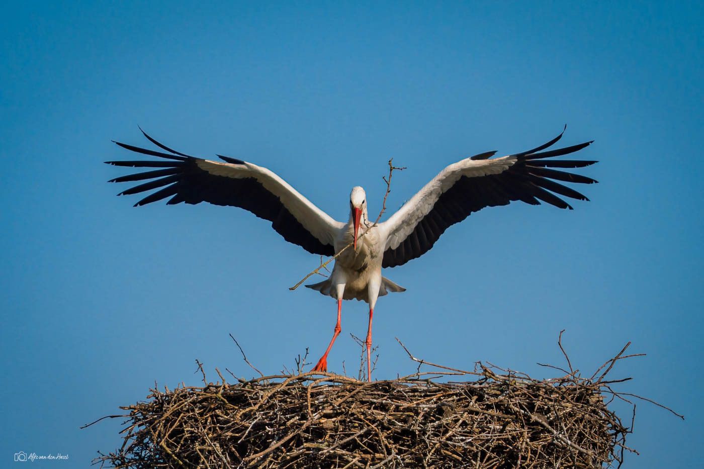 In the floodplains near Lathum a stork continues to build...