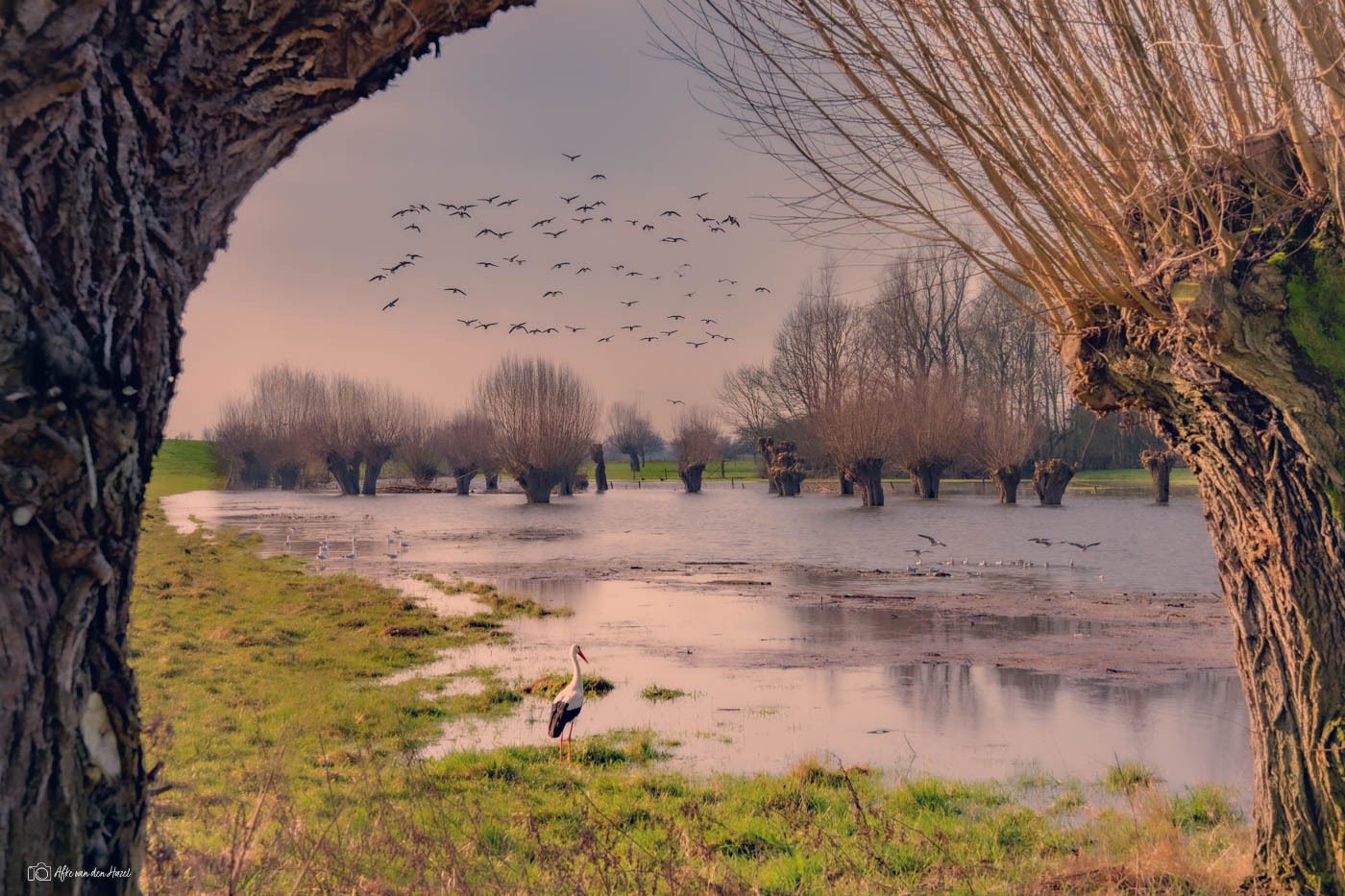 The flooded floodplains (Nederrijn) attract birds. At Het Loo, the...