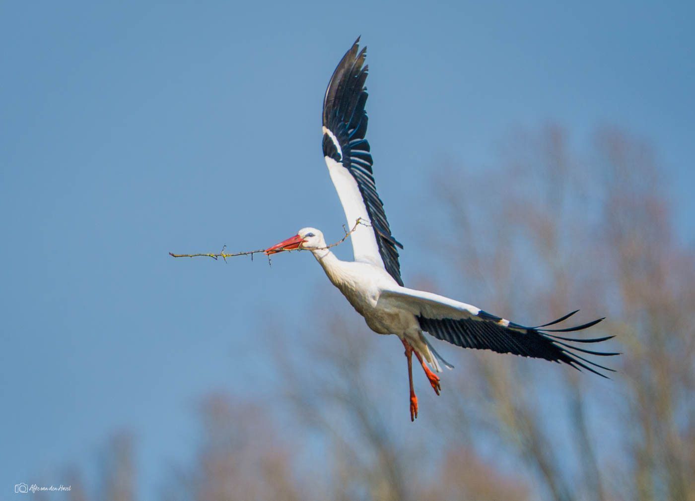 A stork further improving the nest, trying to impress his...