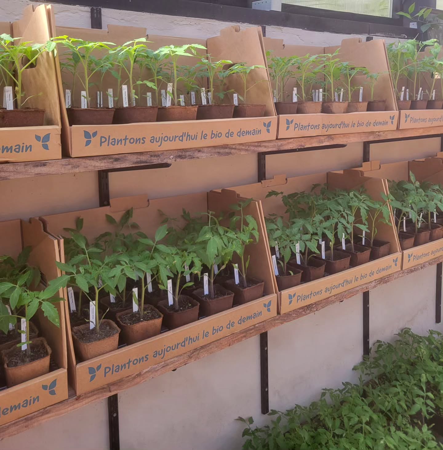 Ils sont là !! 🌱🌱
Petit marathon pour ouvrir la serre demain avec la vente de nos plants potagers!
Une quinzaine de variétés de tomates 🍅
Concombres
Pastèques 🍉
Melons 🍈
Piments
Poivrons
Disponibles dès demain et tous les samedi jusqu'au 15 juin à l'Ermitage
Nous serons aussi présents au marché aux fleurs de Lodève ce dimanche
A bientôt 🌞