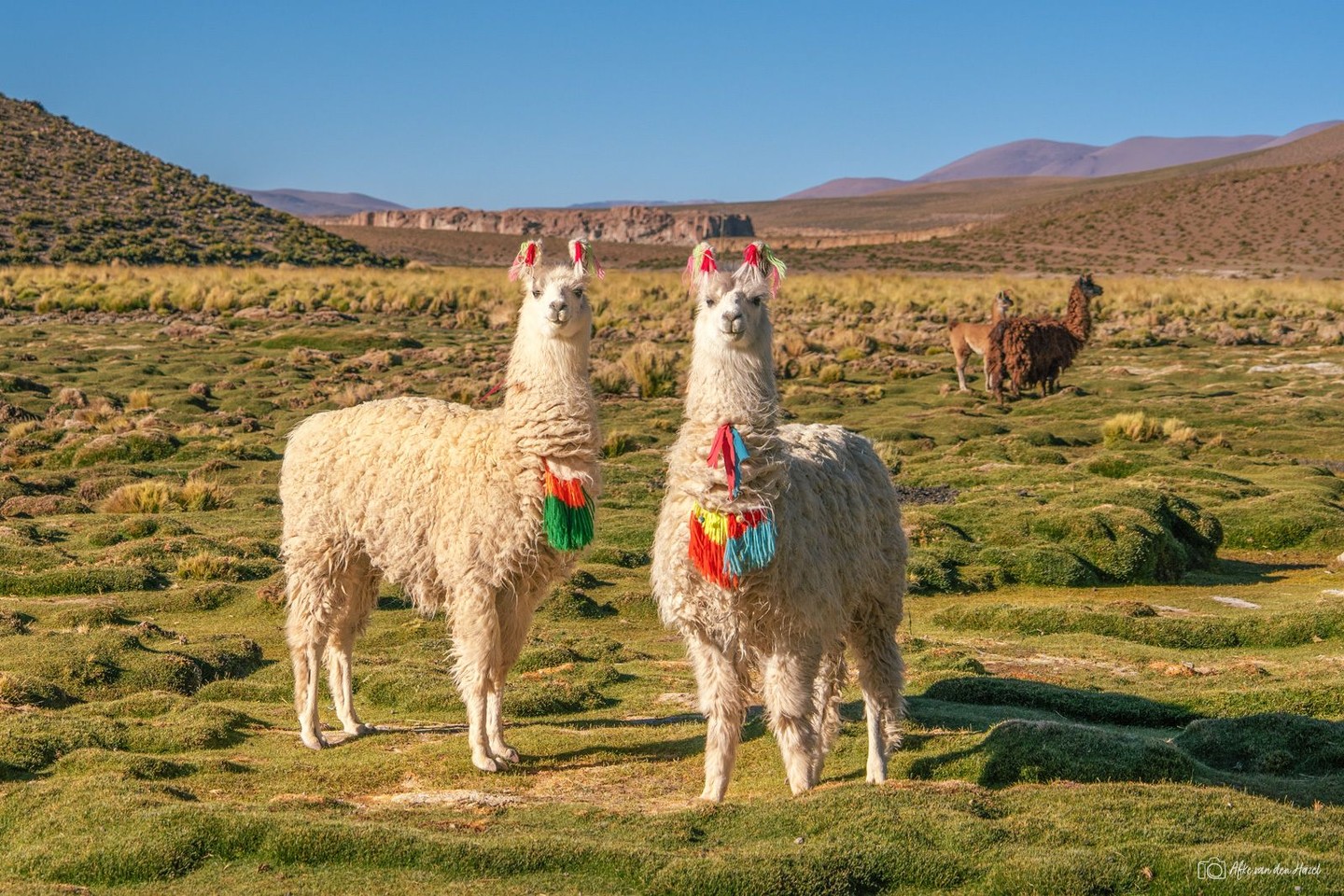 On the impressive high plateau (altiplano) in Bolivia, you often...