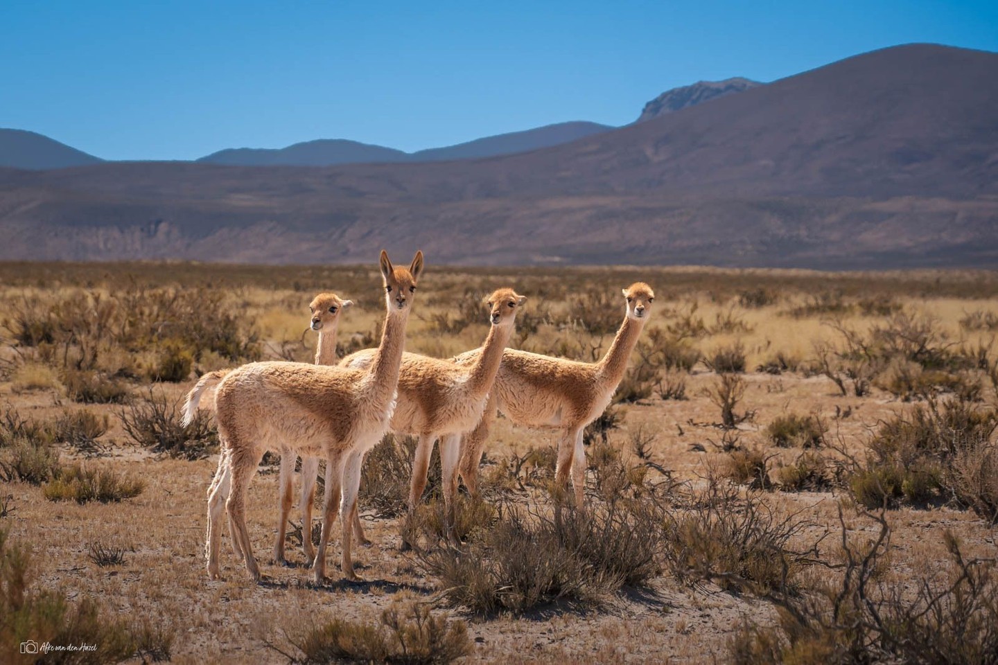 Vicuñas are shy and wild an protected animals, moast time...