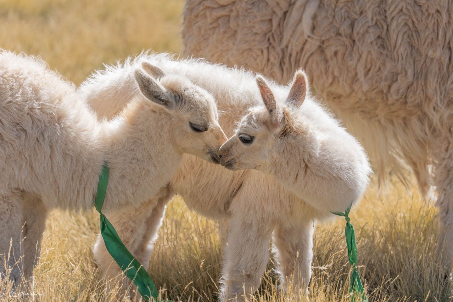 So cute! Young Llama's on the impressive high plateau (altiplano)...