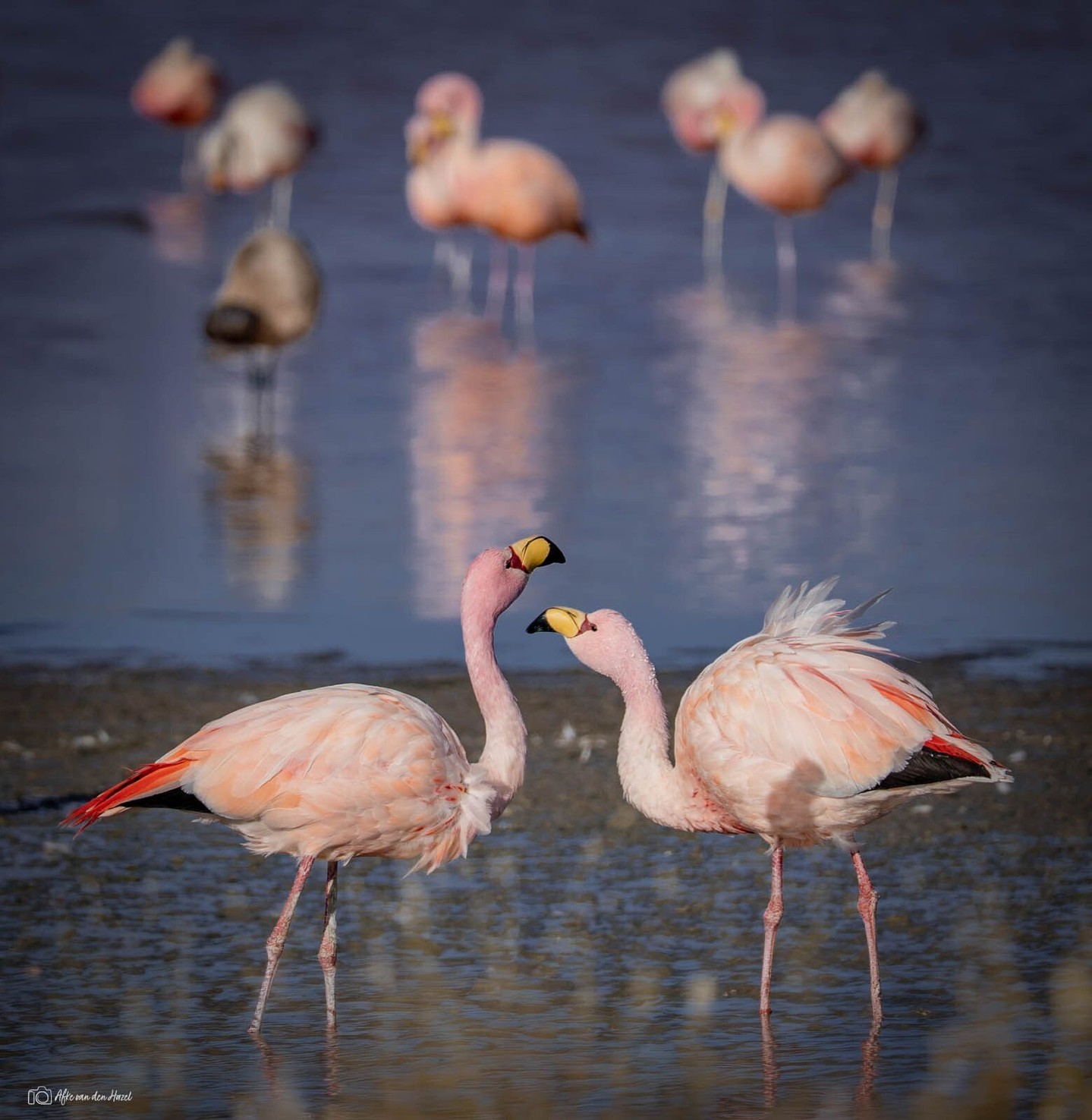 Conversation between two flamingo's in blue lake in Bolivia#AndeanFlamingos,...