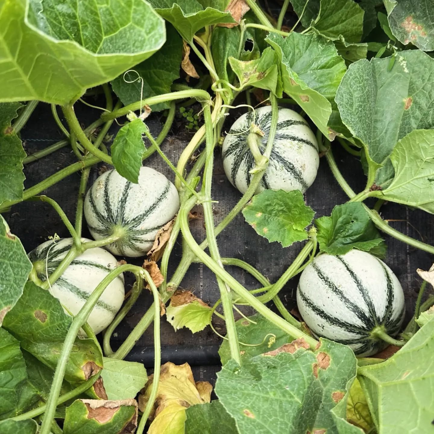 Leuteee, die #melonen sind reif! 🍈🍈🍈 Seit einigen Jahren bauen wir #charentaismelonen ....