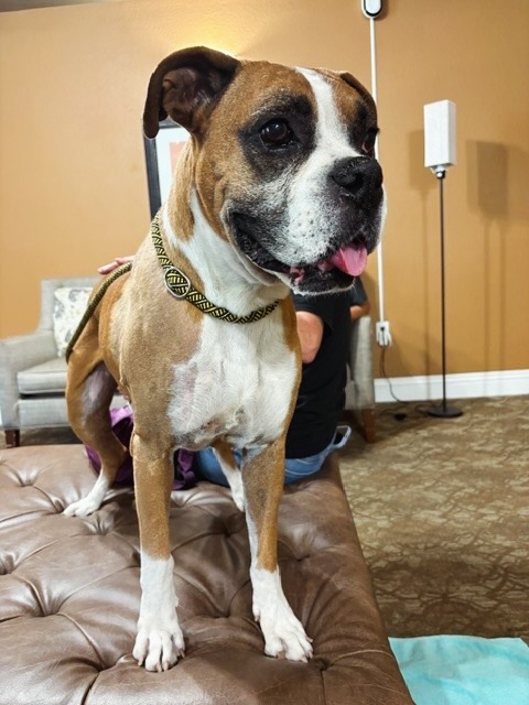 We can’t believe sweet Argos is still waiting for his happily ever after! 🥺
This handsome 6-year-old gentleman (56 lbs) recently got to show off his shining personality on a very special field trip!
Argos joined our volunteers for a visit to a local senior assisted living home, where he brought smiles to everyone he met. He was a little nervous about the car ride and needed some encouragement getting out, but once he arrived, his bright personality quickly took over! ✨
True to his name, Argos means “shining, bright, watchful” in Ancient Greek. He was curious and watchful of his surroundings, soaking up all the attention. He even decided to be king for the day and claimed the top of the ottoman! 👑 😂
He especially loved the ladies, handing out kisses freely, and even rocked his Elvis sunglasses like a total star. 😎
The residents and staff absolutely adored this handsome lover, and after such a fun-filled day, Argos was one very tired pup on the ride back to the shelter. 💤
Now all he needs is a loving family to call his own. Meet-and-greet with any current household dogs. Please give this lovable boxer a chance and meet Argos at Nevada SPCA today! 🐶 🏡 ❤️
#adoptashelterdog #boxerdog #lasvegas #nevadaspca