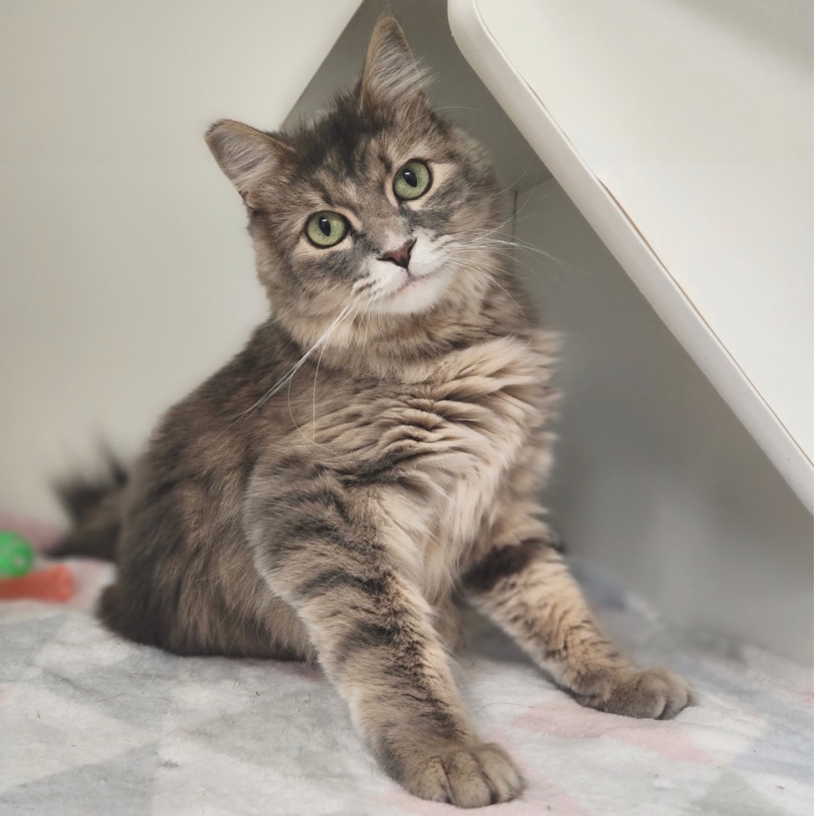 Hey there, Delilah! 👋
This little beauty is just under 2-years-old and patiently waiting for a loving forever home to call her own. Delilah is a sweet, affectionate girl who deserves a committed and caring family ready to give her the love, attention, and happy life she’s been dreaming of. 🐱💕
Delilah has reportedly had experience around both dogs and other cats (with proper slow introductions). She may just be the perfect addition to your family!
Meet Delilah at Nevada SPCA and give this beautiful girl the loving home she’s been waiting for.
#adoptasheltercat #lasvegas #nevadaspca